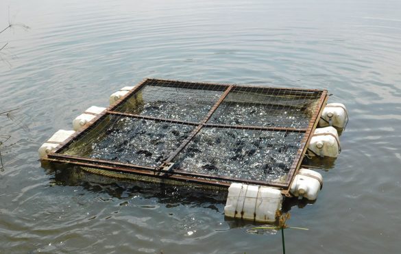 A Case For Increased Investment In Cage Fish Farming Harvest Money