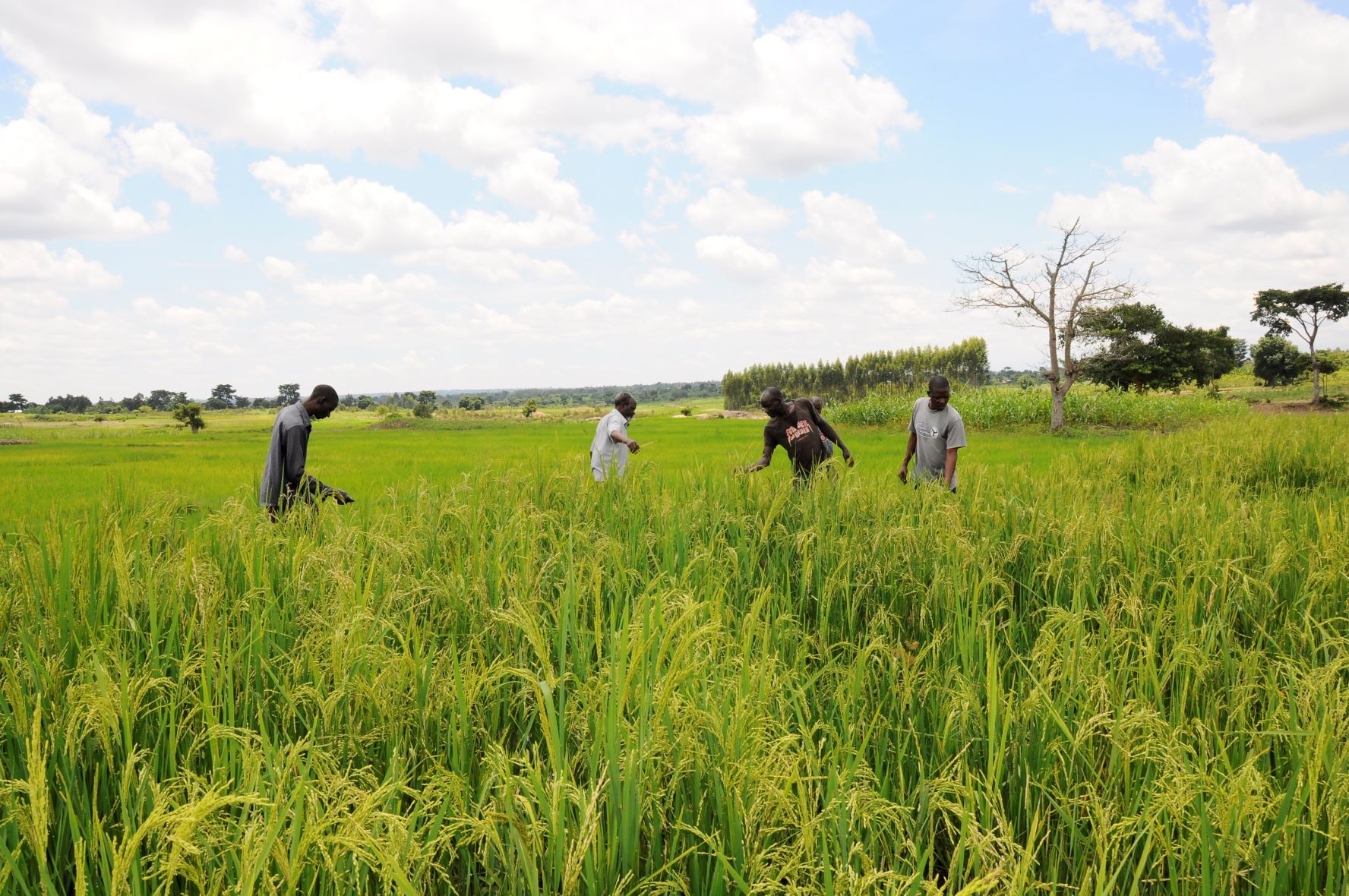 Rice Stalks Can Save Your Garden – Harvest Money