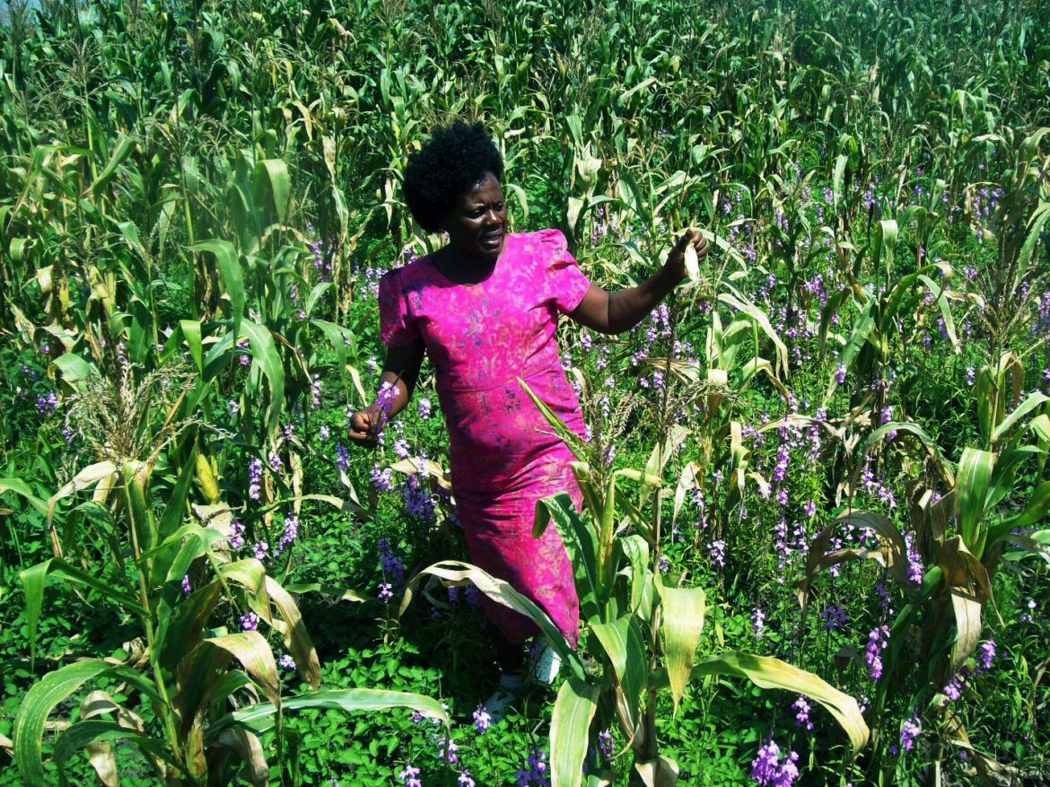 Striga Weed Torments Busoga Farmers – Harvest Money